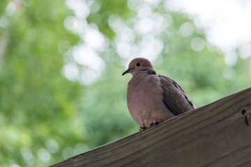Morning dove resting on a beam