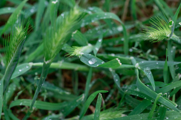 Abstract bokeh out of focus background 