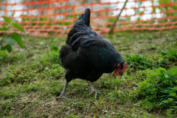 hen grazing freely in the field