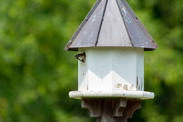 Sparrow peaking out of bird house