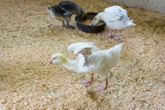 Juvenile gossling flapping its wing on farm