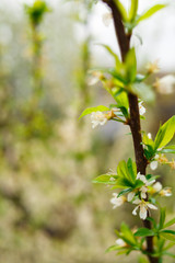 blooming apple tree in spring