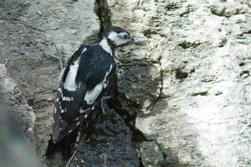 Juvenile great spotted woodpecker Dendrocopos major thanneri drinking water. Las Brujas Mountain. Integral Natural Reserve of Inagua. Tejeda. Gran Canaria. Canary Islands. Spain.