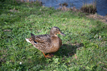 Female duck standing on the grass in park.