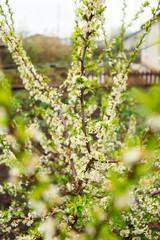 spring in the garden