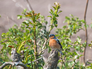 Chaffinch in a tree