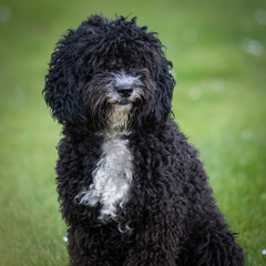 black poodle puppy