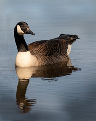 Canada Goose on a pond