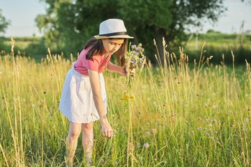 Beautiful child girl in hat, dress in field tearing bouquet of wildflowers
