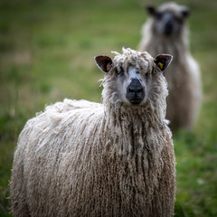 Wooly Sheep