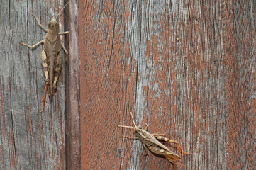 Canarian grasshoppers Calliptamus plebeius on a wooden door. Cruz de Pajonales. Tejeda. Gran Canaria. Canary Islands. Spain.