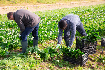 Men gardeners during harvestung of fresh spinach