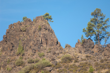 Fototapeta na wymiar Cliff and Canary Island pine Pinus canariensis. The Nublo Rural Park. Aldea de San Nicolas de Tolentino. Gran Canaria. Canary Islands. Spain.