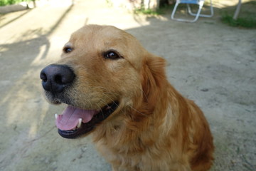 Perro feliz