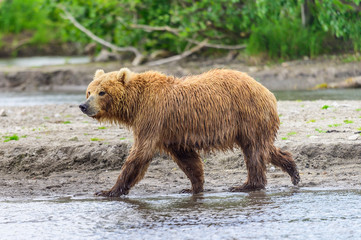 Fototapeta premium Ruling the landscape, brown bears of Kamchatka (Ursus arctos beringianus)