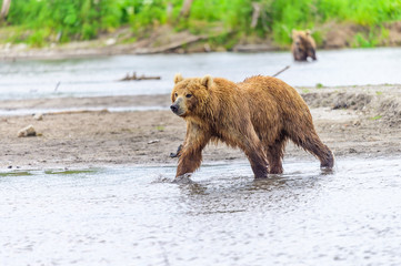 Obraz premium Ruling the landscape, brown bears of Kamchatka (Ursus arctos beringianus)