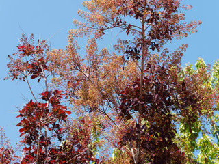 Spectacular Purple-leaved varieties of Cotinus Coggygria or smoketree, multi-stemmed shrub with beautiful round purple leaves and panicles of flowers with effect of fluffy clouds 