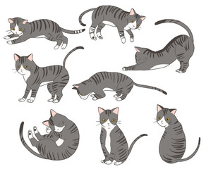 アメリカンワイヤーヘア