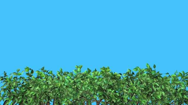 Trees , shrubs , plants waving in breeze . Windy leaves blowiing in gentle graceful blue sky background.
3d animation . Solid blue background color .