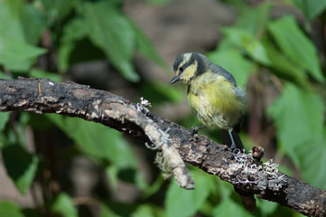 Juvenile African blue tit Cyanistes teneriffae hedwigii. Las Brujas Mountain. Integral Natural Reserve of Inagua. Tejeda. Gran Canaria. Canary Islands. Spain.