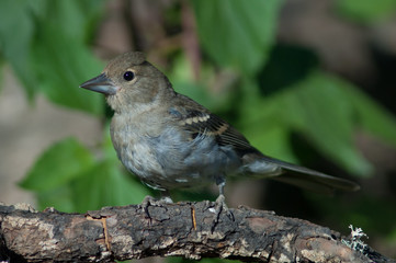 Juvenile male of Gran Canaria blue chaffinch Fringilla polatzeki. Las Brujas Mountain. Integral Natural Reserve of Inagua. Tejeda. Gran Canaria. Canary Islands. Spain.