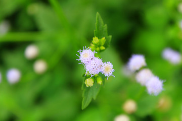 white flowers in a garden