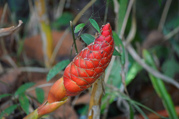 A beautiful red flower of hilly region