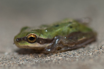 Mediterranean tree frog Hyla meridionalis. The Nublo Rural Park. Gran Canaria. Canary Islands. Spain.