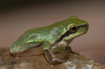 Mediterranean tree frog Hyla meridionalis with the twisted hind leg. The Nublo Rural Park. Gran Canaria. Canary Islands. Spain.