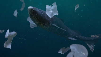 plastic pollution in the ocean, endangered Greenland shark swimming through plastic bags © dottedyeti