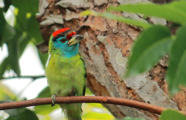 a male blue-throated barbet (psilopogon asiaticus) in breeding plumage, sundarbans area of west bengal in india