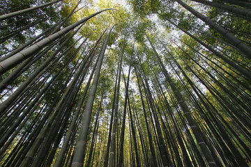 look up from the bamboo grove. Damyang, South Korea