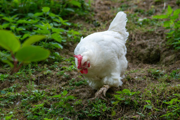 hen grazing freely in the field