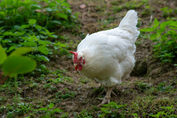 hen grazing freely in the field