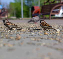 Two sparrows eating on brick road. Sparrows in focus.
