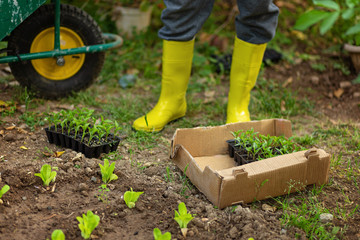 Fototapeta premium Farmer in yellow rubber boots planting young seedlings of lettuce salad and pepper in the vegetable garden. Pots,boxes with seedlights and garden car on background. ecology growing concept.