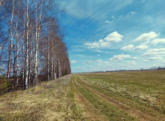 road in a field near a slender row of birches against a blue sky with clouds