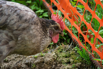hen grazing freely in the field