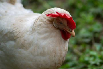 hen grazing freely in the field