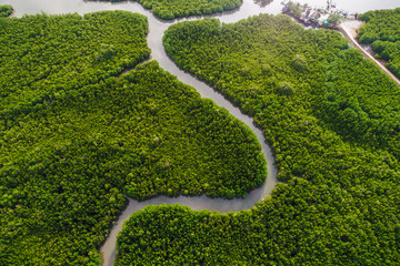 Green mangrove forest sea bay sunrise ecology nature system