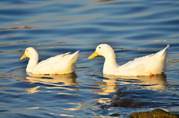two white ducks