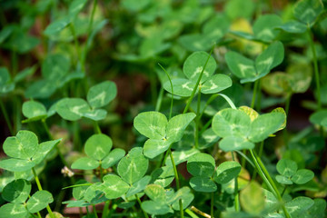 たんぽぽの綿毛