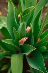 close up of a plant tulips