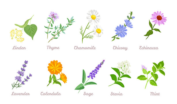 Medical herbs set. Vector flat illustration of Linden, Thyme, Chamomile, Chicory, Echinacea, Lavender, Calendula, Sage, Stevia, Mint isolated on white background. Cartoon healing plants and flowers.