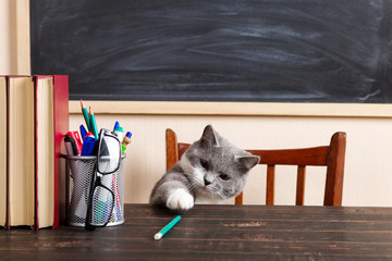 Grey cat sits at a table with books and notebooks, studying at home. Concept for teacher's day,...