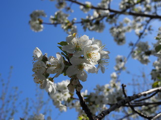 Spring blooming sakura cherry flowers branch in sunlight