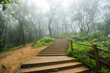 Misty morning on the forest road. Hoam Mountain, South Korea