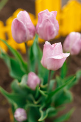 pink tulips in the garden