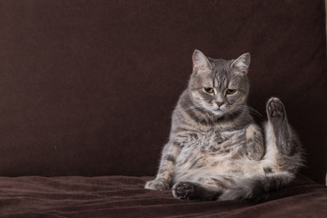 A gray striped cat sits in a funny pose, on a brown sofa.