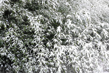 눈이 내린 대나무 숲